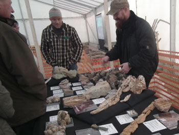 Fenster in die Erdgeschichte, Präsentation von Fundstücken, Chemnitz 2012