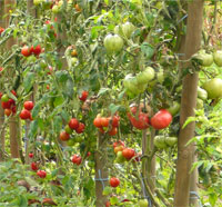 Tomaten, Foto: planart4
